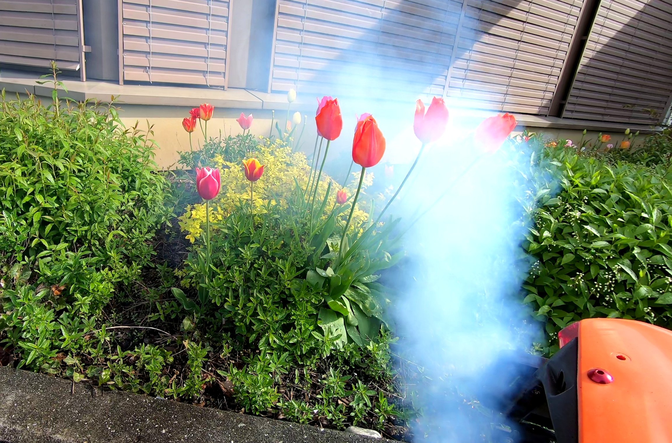 A dirtbike blows a cloud of blue two-stroke exhaust fumes into a bed of tulips. A motorcycle blows exhaust gas into flowers