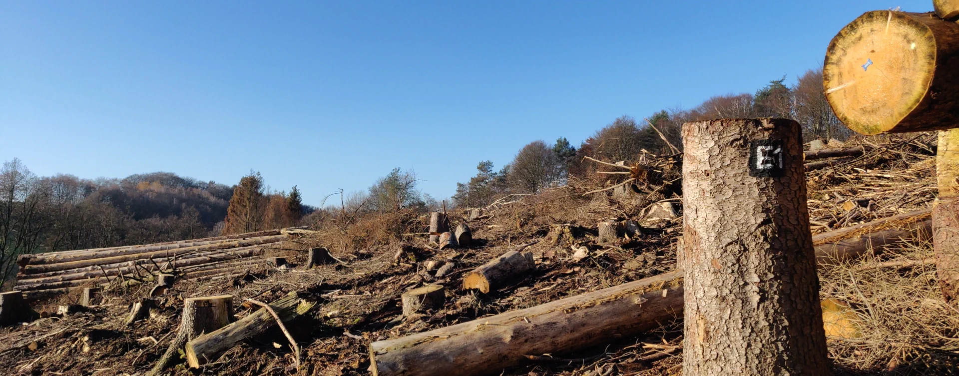 A destroyed forests, all trees have been cut down. A clearcut forest, humanity destroys nature and the environment.
